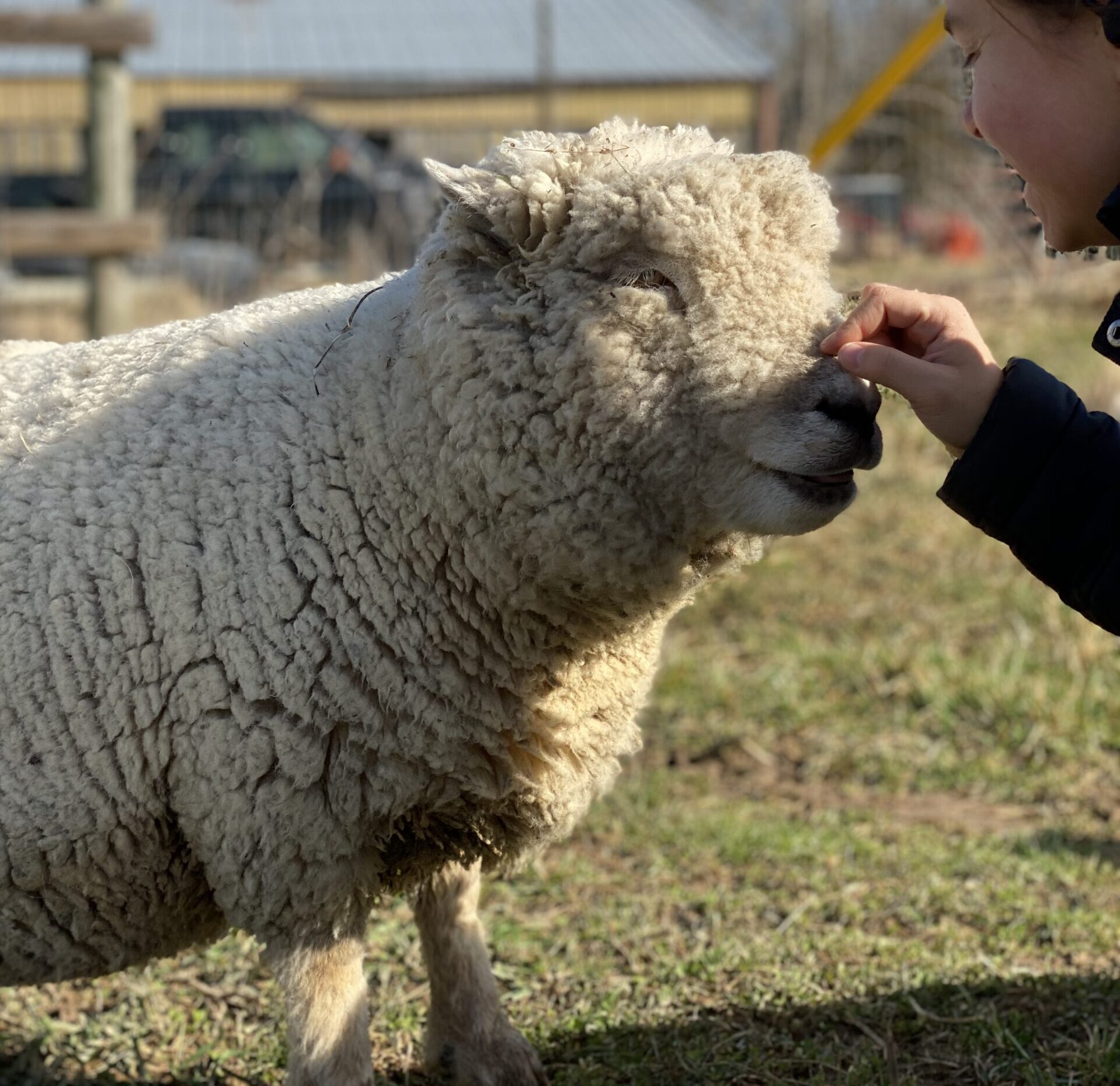 Babydoll Southdown Sheep Babydoll Southdown Sheep